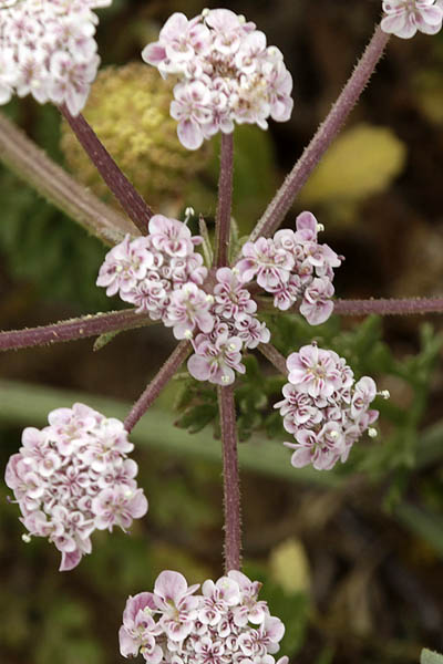 Pseudorlaya pumila, Daucus pumilus, Caucalis pumila, Orlaya maritima, Small Carrot, גזרנית החוף