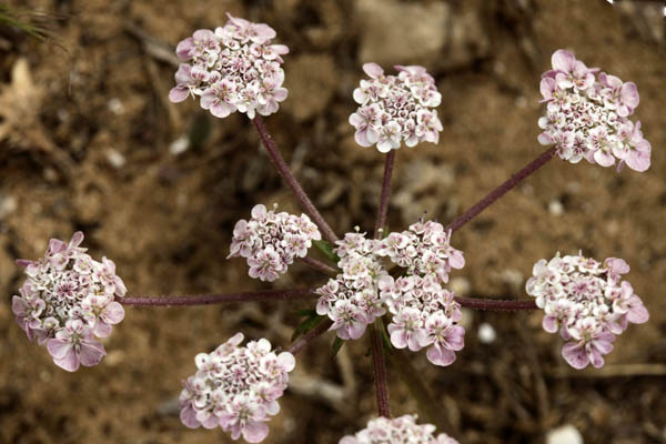 Pseudorlaya pumila, Daucus pumilus, Caucalis pumila, Orlaya maritima, Maritime bastard parsley, Small Carrot, גזרנית החוף