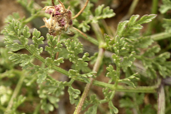 Pseudorlaya pumila, Daucus pumilus, Caucalis pumila, Orlaya maritima, Maritime bastard parsley, Small Carrot, גזרנית החוף