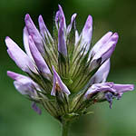 Psoralea bituminosa, Flowers in Israel, wildflowers