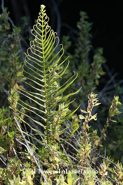 Pteris vittata, Pteris longifolia, Chinese Brake, Ladder Brake, Ladder Brake fern,ديشار مخطط ,אברה ארוכת-עלים