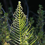 Pteris vittata, Flowers in Israel, wildflowers