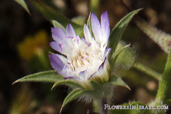 Israel, Flowers, Palestine, Nature