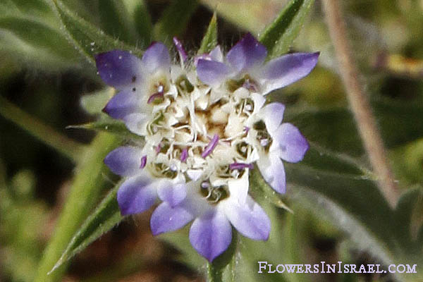 Pterocephalus plumosus, Pterocephalus papposus, Knautia plumosa, Scabiosa papposa, נוציץ מנוצה