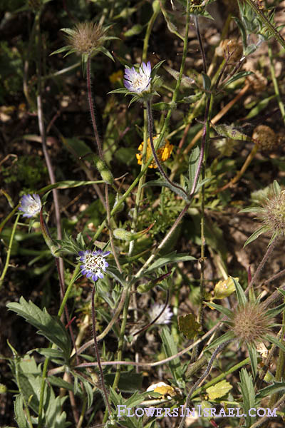 Pterocephalus plumosus, Pterocephalus papposus, Knautia plumosa, Scabiosa papposa, נוציץ מנוצה