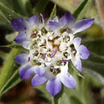 Pterocephalus plumosus, Pterocephalus papposus, Knautia plumosa, Scabiosa papposa, נוציץ מנוצה, Israel Pink Flowers, wildflowers