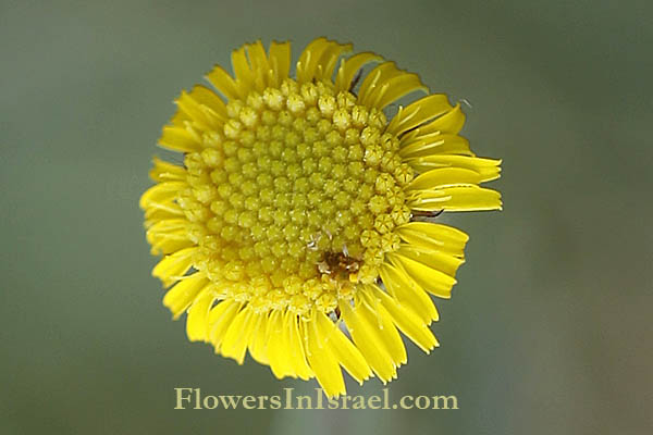 Pulicaria arabica, ladies' false fleabane, Arabian fleabane, פרעושית ערבית