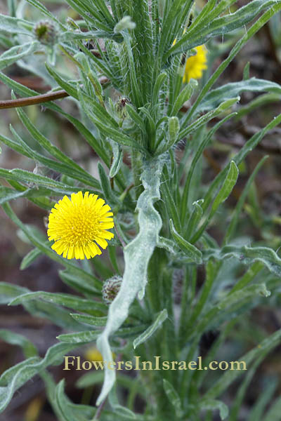 Pulicaria arabica, ladies' false fleabane, Arabian fleabane, פרעושית ערבית