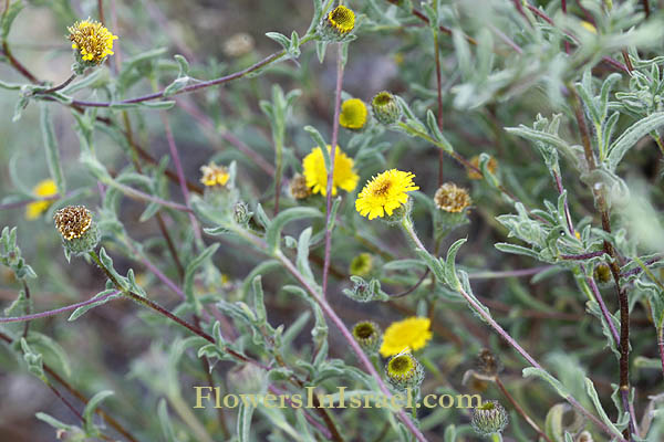 Pulicaria arabica, ladies' false fleabane, Arabian fleabane, פרעושית ערבית