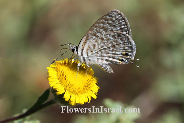 Pulicaria arabica, ladies' false fleabane, Arabian fleabane, פרעושית ערבית