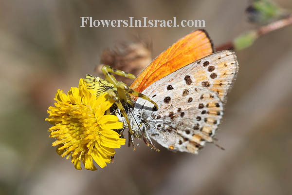 Pulicaria arabica, ladies' false fleabane, Arabian fleabane, פרעושית ערבית