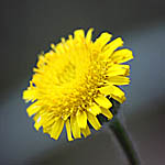 Pulicaria arabica, Flowers in Israel, wildflowers