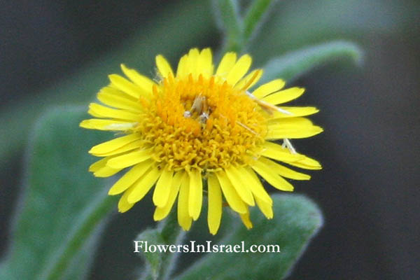 Pulicaria dysenterica, Common fleabane,פרעושית משלשלת, رعراع أيوب