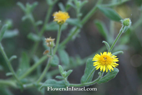 Pulicaria dysenterica, Common fleabane, פרעושית משלשלת