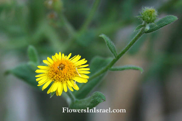 Israel, Flowers, Palestine, Nature