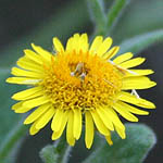 Pulicaria dysenterica, Flowers in Israel, wildflowers