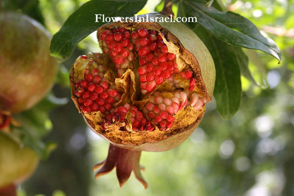 Punica granatum, Pomegranate,رمّان, Rumman, רימון מצוי