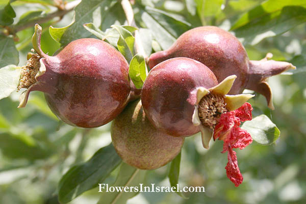 Punica granatum, Pomegranate,رمّان, Rumman, רימון מצוי