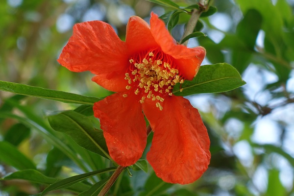 Punica granatum, Pomegranate, Native plants, Bible, Judaism, Palestine