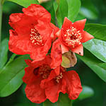 Punica granatum, Flowers in Israel, wildflowers