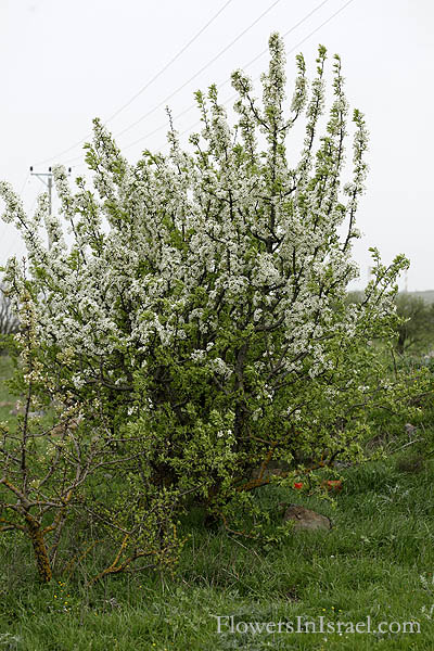 Pyrus syriaca, Syrian Pear, אגס סורי