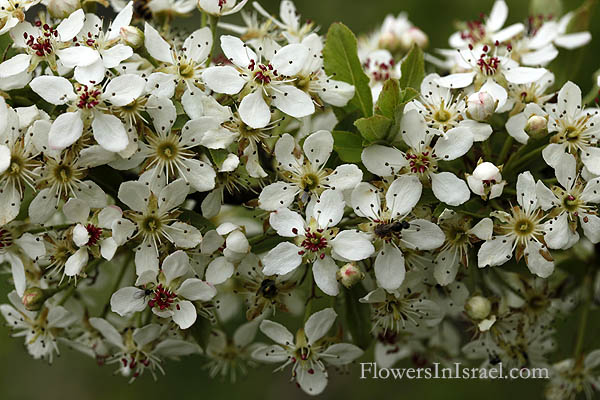 Pyrus syriaca, Syrian Pear, אגס סורי