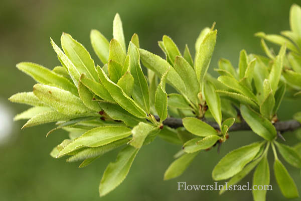 Pyrus syriaca, Syrian Pear, אגס סורי