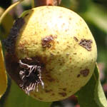 Pyrus syriaca, Flowers in Israel, wildflowers