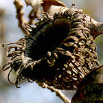 Quercus boissieri, Israel, Flora, Wild Flowers