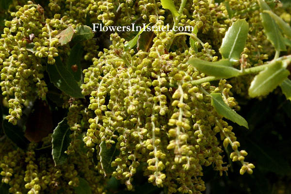 Native plants and trees, bulaklak at katutubong mga halaman