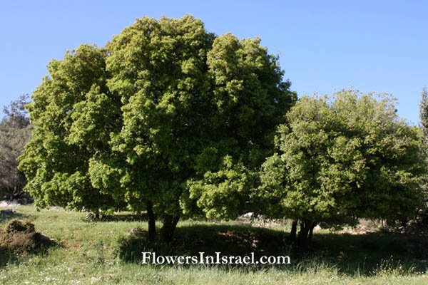 Quercus calliprinos, Kermes Oak, Palestine oak, אלון מצוי, بلوط، سنديان دائم الخضره