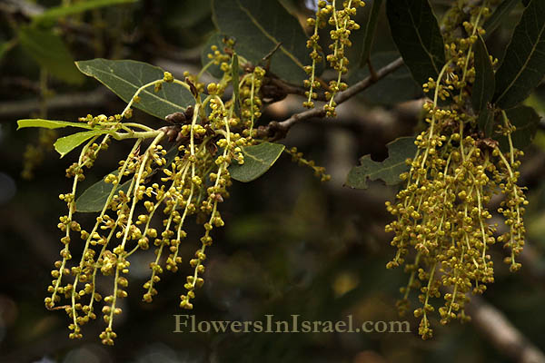 Quercus calliprinos, Kermes Oak, Palestine oak, אלון מצוי, بلوط، سنديان دائم الخضره