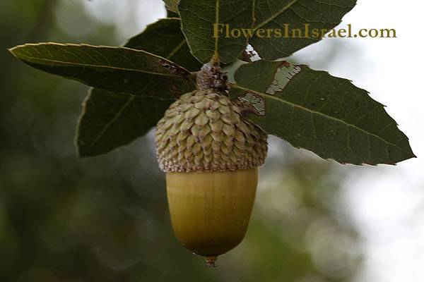 Quercus calliprinos, Kermes Oak, Palestine oak, אלון מצוי, بلوط، سنديان دائم الخضره