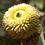 Quercus calliprinos, Israel, Flora, Wild Flowers