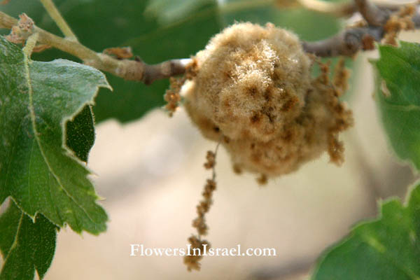 Quercus ithaburensis,Quercus aegilops, Tabor oak,Valonia oak, אלון התבור,سنديان طابوري