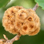 Quercus ithaburensis, Israel, Flora, Wild Flowers