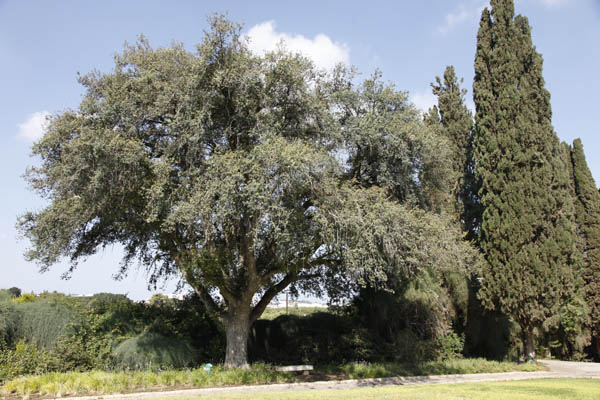 Quercus suber, Cork oak, אלון השעם ,السنديان الفليني