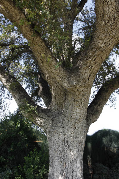Quercus suber, Cork oak, אלון השעם ,السنديان الفليني