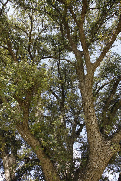 Quercus suber, Cork oak, אלון השעם ,السنديان الفليني