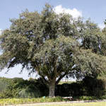 Quercus ithaburensis, Flora, Israel, Wildflowers, green flowers