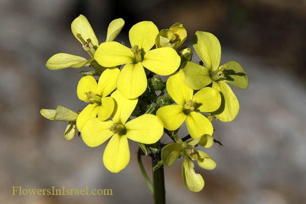 Vilda blommor i Israel - Israel wildflowers