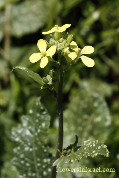 Quidproquo confusum, Raphanus aucheri, Sinapis aucheri, צנון משתלשל