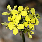 Quidproquo confusum, Raphanus aucheri, Sinapis aucheri, צנון משתלשל, Pictures of Yellow flowers