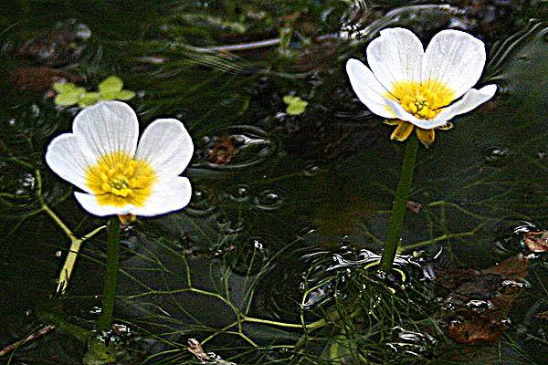 Israel, Flowers, Botany, Palestine