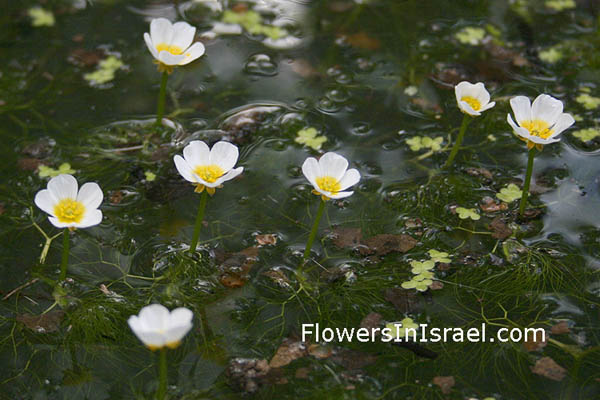 Ranunculus aquatilis, Ranunculus peltatus, Common Water-Crowfoot, נורית המים,الحوذان المائي