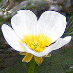 Ranunculus aquatilis, Israel, white wild flowers