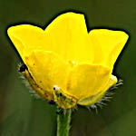 Ranunculus arvensis, Israel, Pictures of Yellow flowers