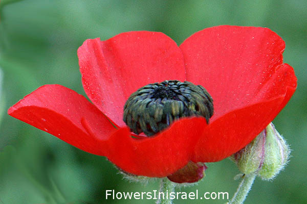 Ranunculus asiaticus, Cyprianthe asiatica, Turban Buttercup, Scarlet crowfoot, נורית אסיה