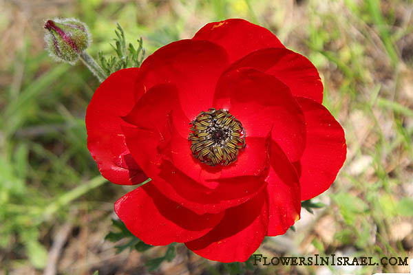 Ranunculus asiaticus, Cyprianthe asiatica, Turban Buttercup, Scarlet crowfoot, נורית אסיה