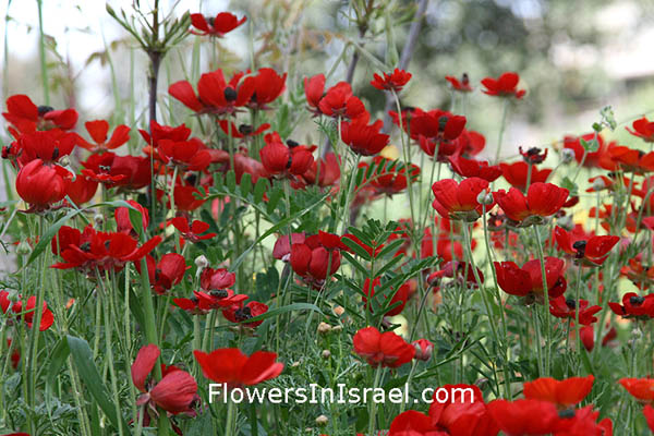 Ranunculus asiaticus, Cyprianthe asiatica, Turban Buttercup, Scarlet crowfoot, נורית אסיה